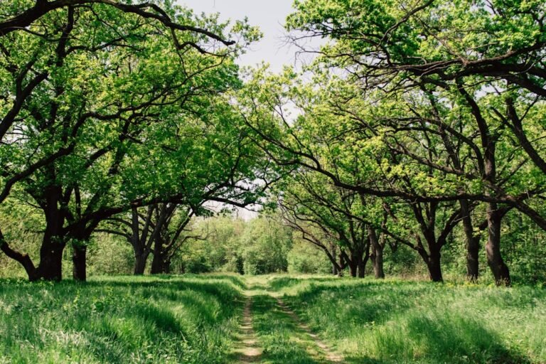 Social Event Recovery: Elite Detox Protocol for Tech Nomads